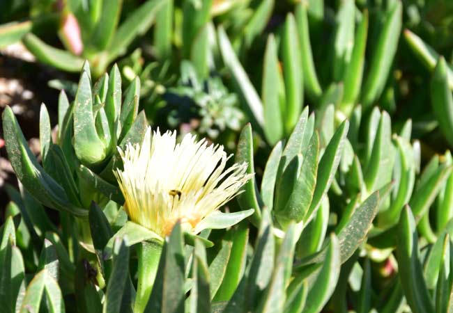 La flor amarilla de la higuera de Hottentot.